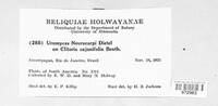 Uromyces dolicholi image
